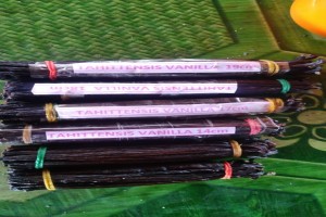 Vanilleschoten - Tahitensis from Papua-Neuguinea